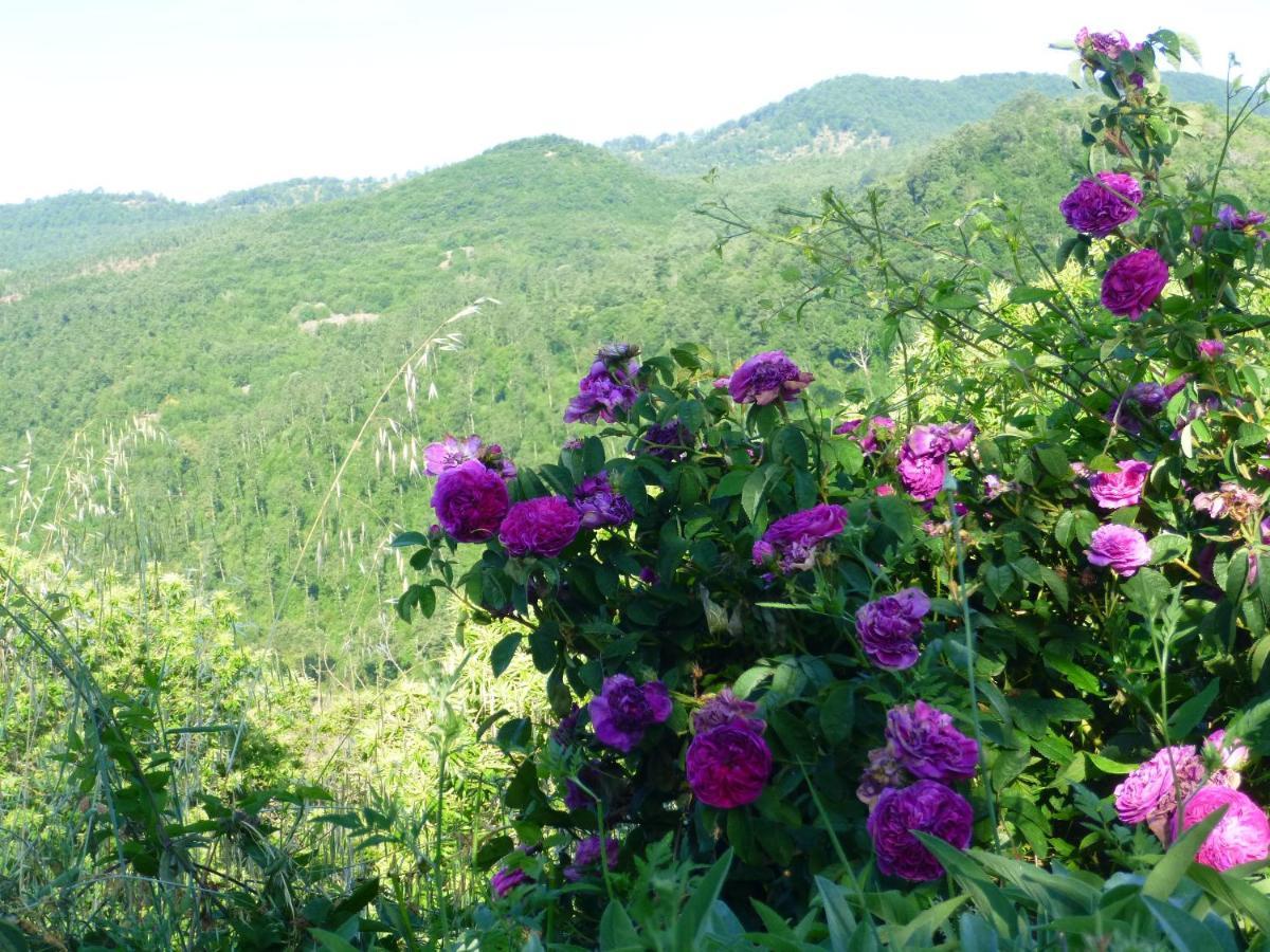 Podere Di Maggio - Casa Della Nonna サンタ・フィオーラ エクステリア 写真